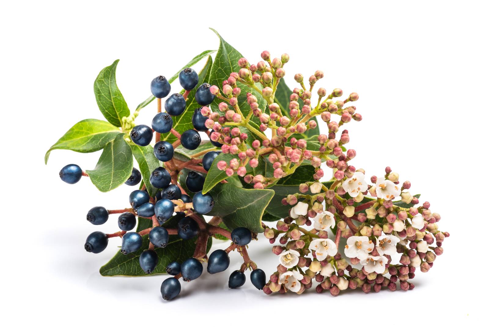 Le bacche di viburno sono sferiche, lucide e talvolta di colore blu. Le bacche di viburno sono sferiche, lucide e talvolta di colore blu.