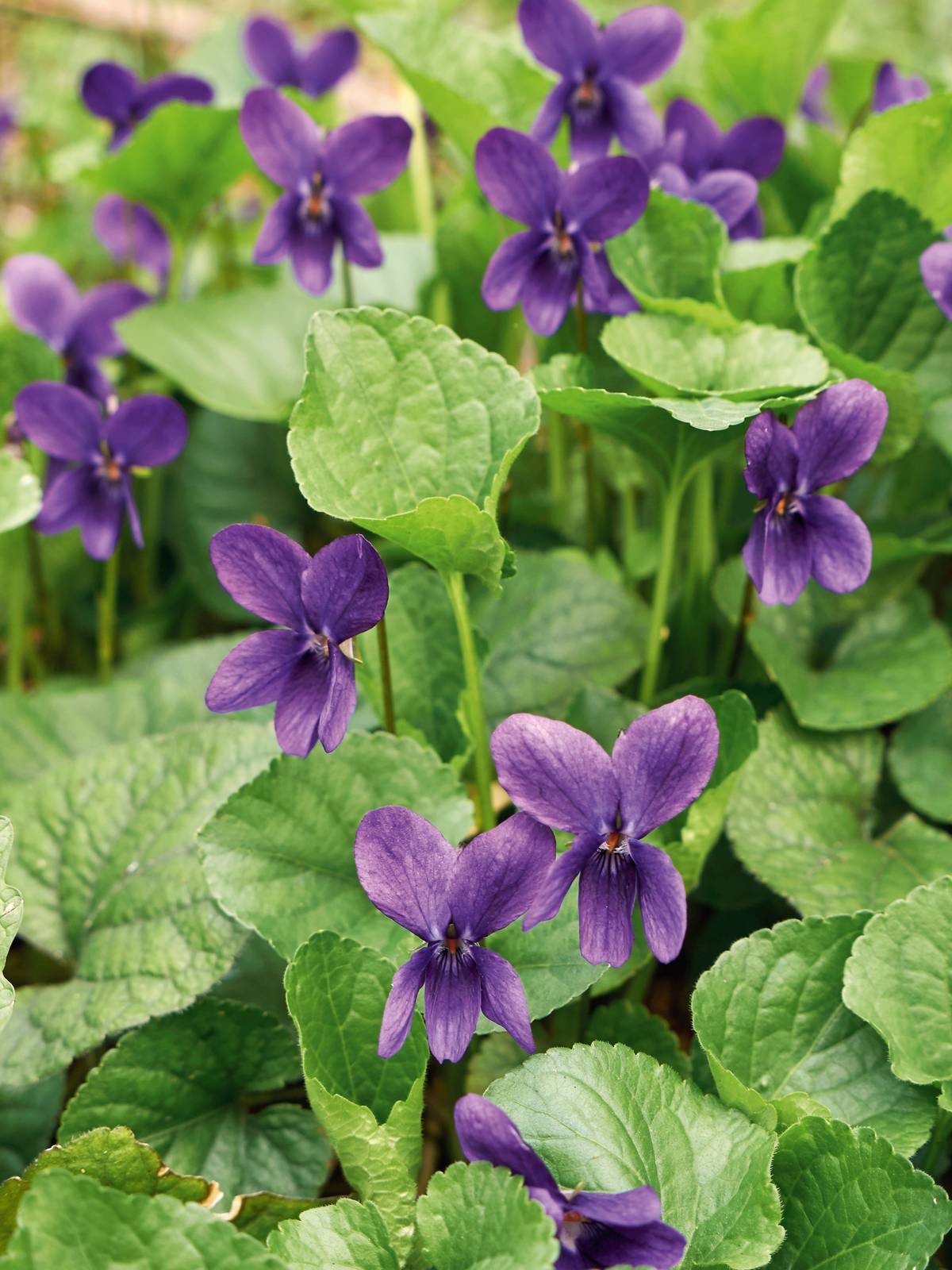 Esemplare di viola odorata. Esemplare di viola odorata.