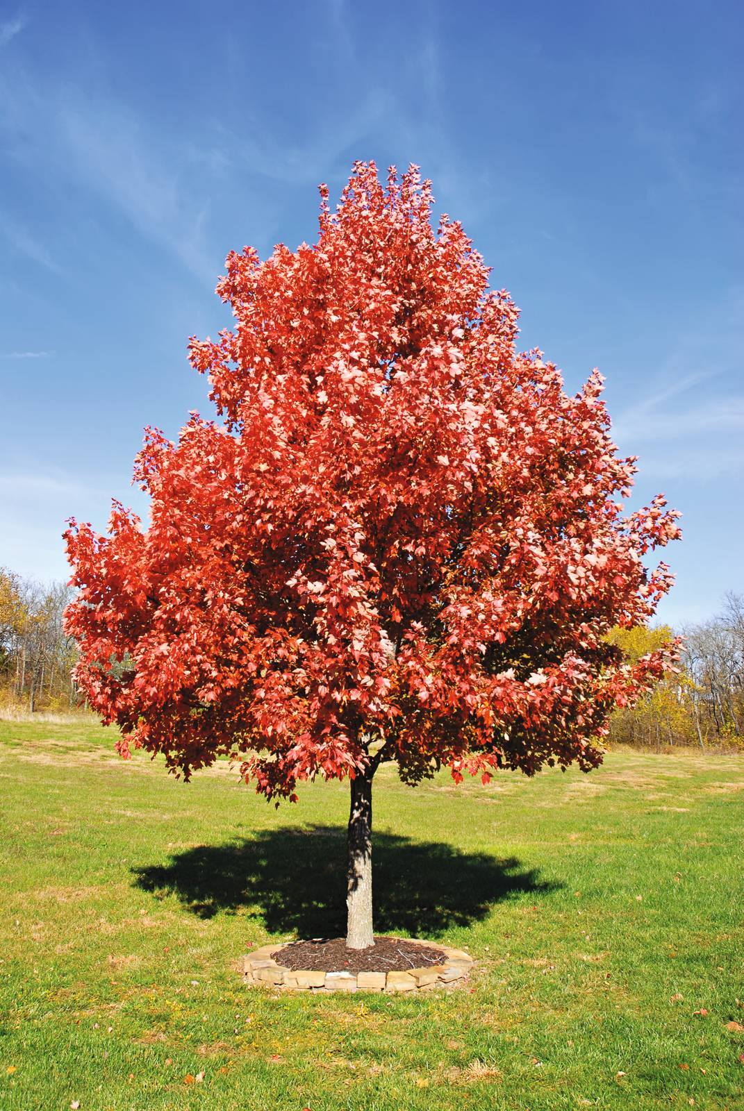 L'acero è un albero splendido, rustico e resistente, che richiede poche accortezze.