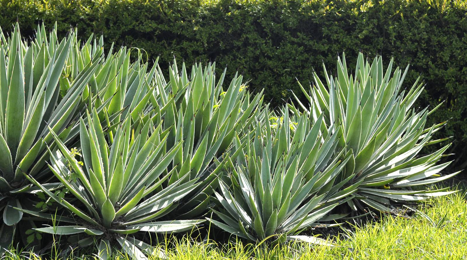 L'agave va posizionata in piena luce, meglio se al riparo dalle raffiche di vento. L'agave va posizionata in piena luce, meglio se al riparo dalle raffiche di vento.