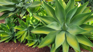 L'aspetto dell'agave è quello di una ricca rosetta di foglie dalle dimensioni anche imponenti.