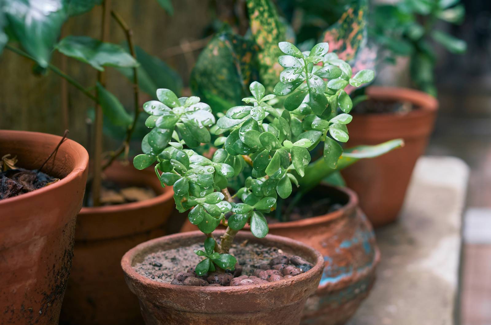 L'albero di Giada va coltivata in vasi con fori di scolo sul fondo, per garantire un ottimo drenaggio. L'albero di Giada va coltivata in vasi con fori di scolo sul fondo, per garantire un ottimo drenaggio.