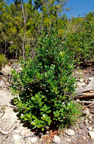 In giardino il corbezzolo si presta a creare bellissime siepi, ma si può coltivare anche come esemplare isolato. In giardino il corbezzolo si presta a creare bellissime siepi, ma si può coltivare anche come esemplare isolato.
