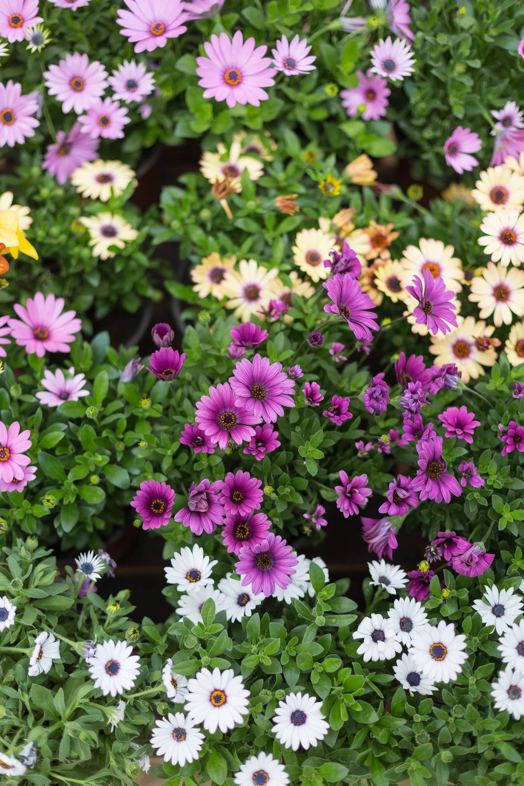 Arctotis viene spesso confusa con un'altra pianta della famiglia delle asteraceae, la gazania, altrettanto resistente e molto colorata. Arctotis viene spesso confusa con un'altra pianta della famiglia delle asteraceae, la gazania, altrettanto resistente e molto colorata.