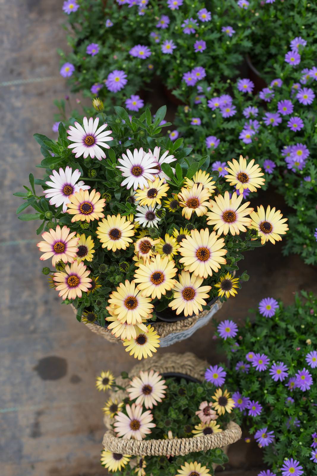 I fiori di arctotis sono delle grosse margherite che sbocciano dalla primavera a volte fino all'autunno. I fiori di arctotis sono delle grosse margherite che sbocciano dalla primavera a volte fino all'autunno.