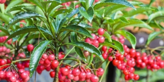 Ardisia
