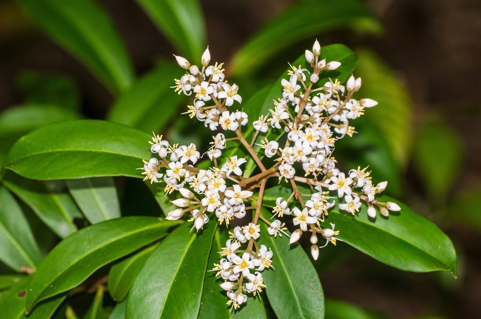 I fiorellini di ardisia, raccolti in pannocchie, sono bianchi e profumati.
