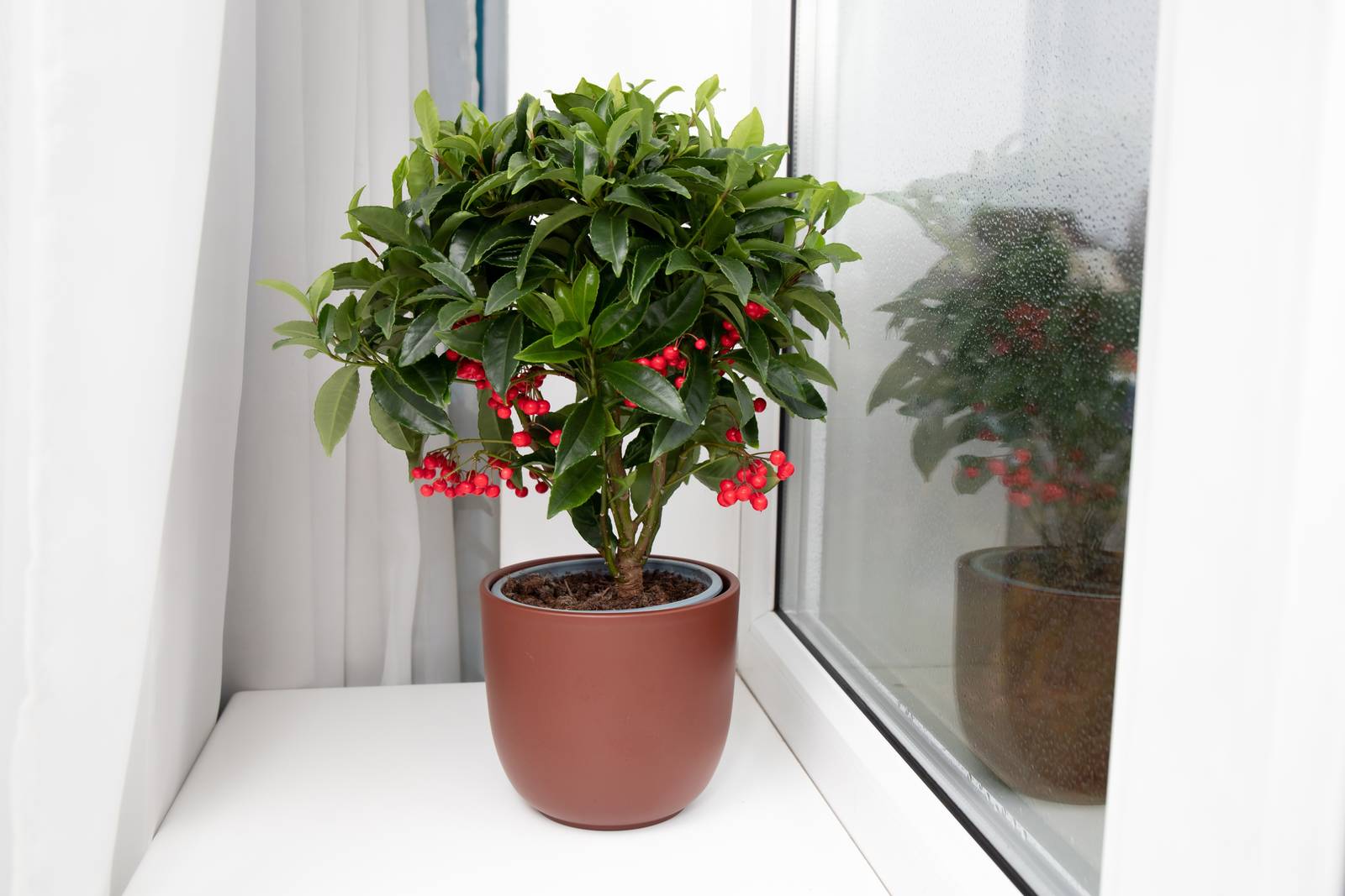 L'ardisia è un bellissimo piccolo arbusto da tenere in vaso in appartamento.