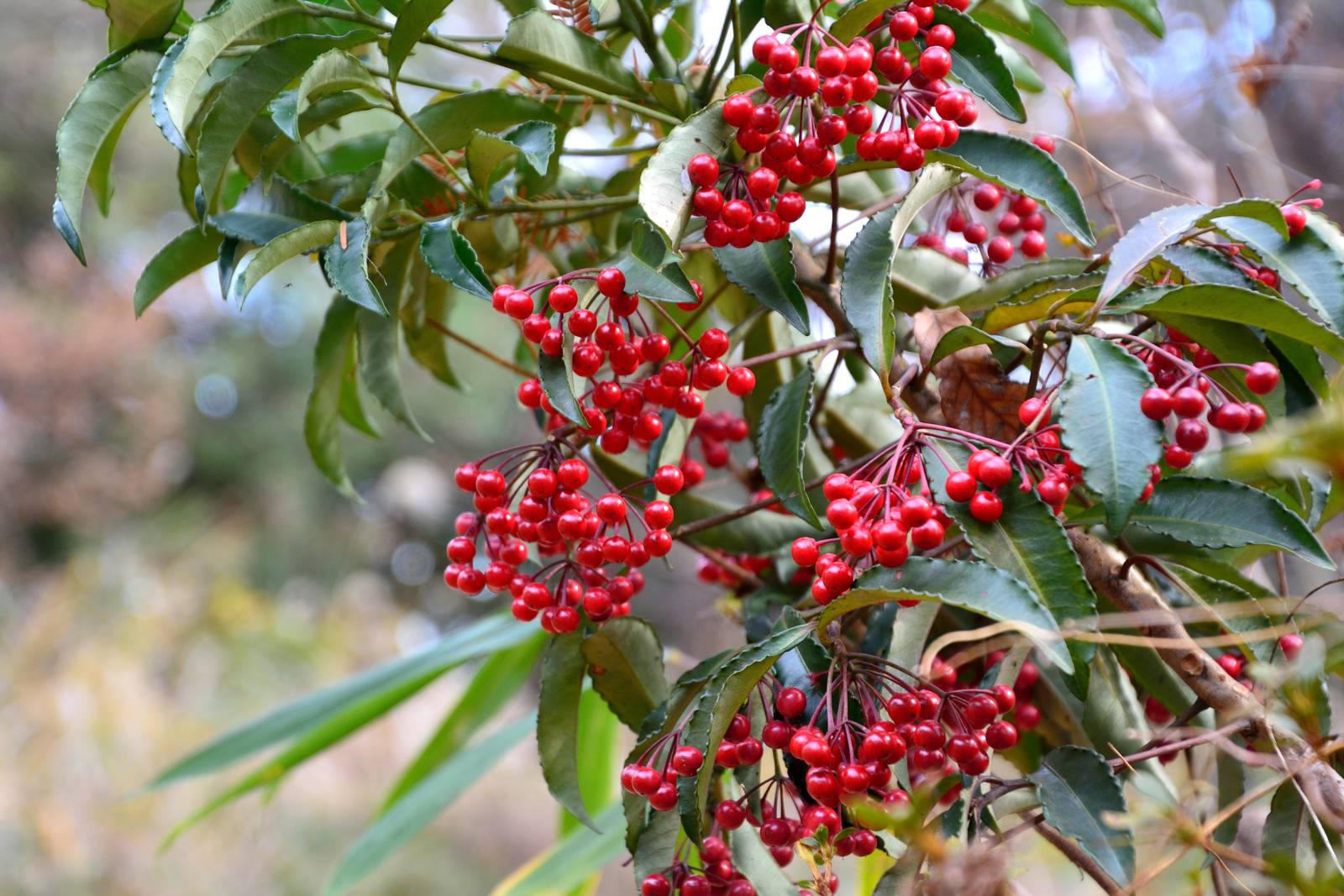 Per mantenere le bacche di ardisia sempre lucide, buona norma è pulirle periodicamente con un pennello morbido, in modo da eliminare la polvere.