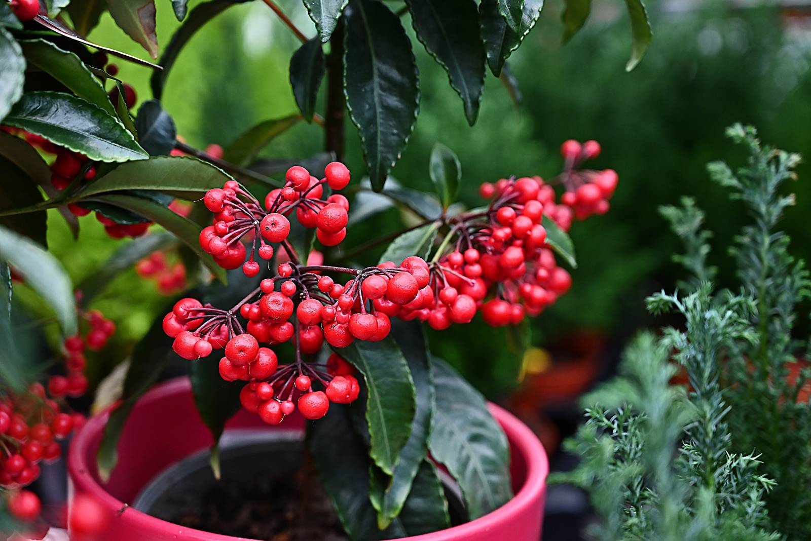 In autunno compaiono sulla pianta di ardisia le caratteristiche bacche rosse ovali e lucide.