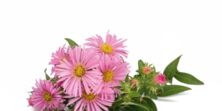 Aster o settembrini