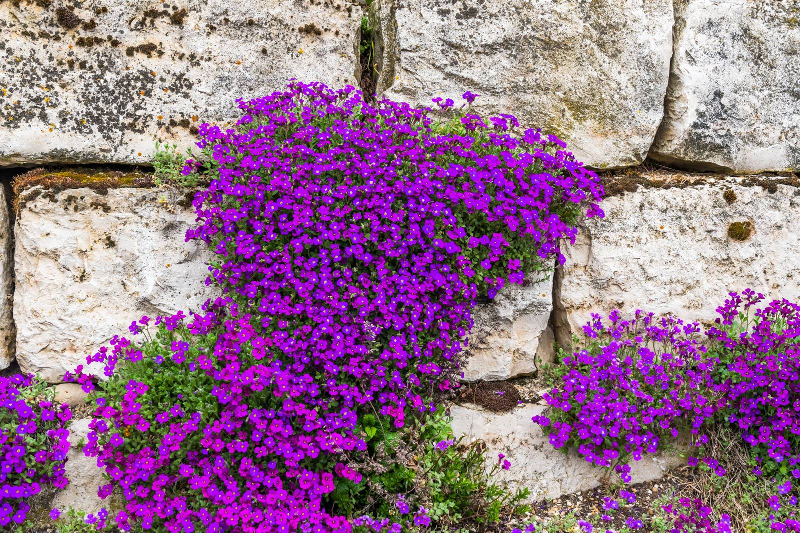 I fiori di aubrezia possono essere di colore rosa-lilla, porporini o blu-violaceo. I fiori di aubrezia possono essere di colore rosa-lilla, porporini o blu-violaceo.