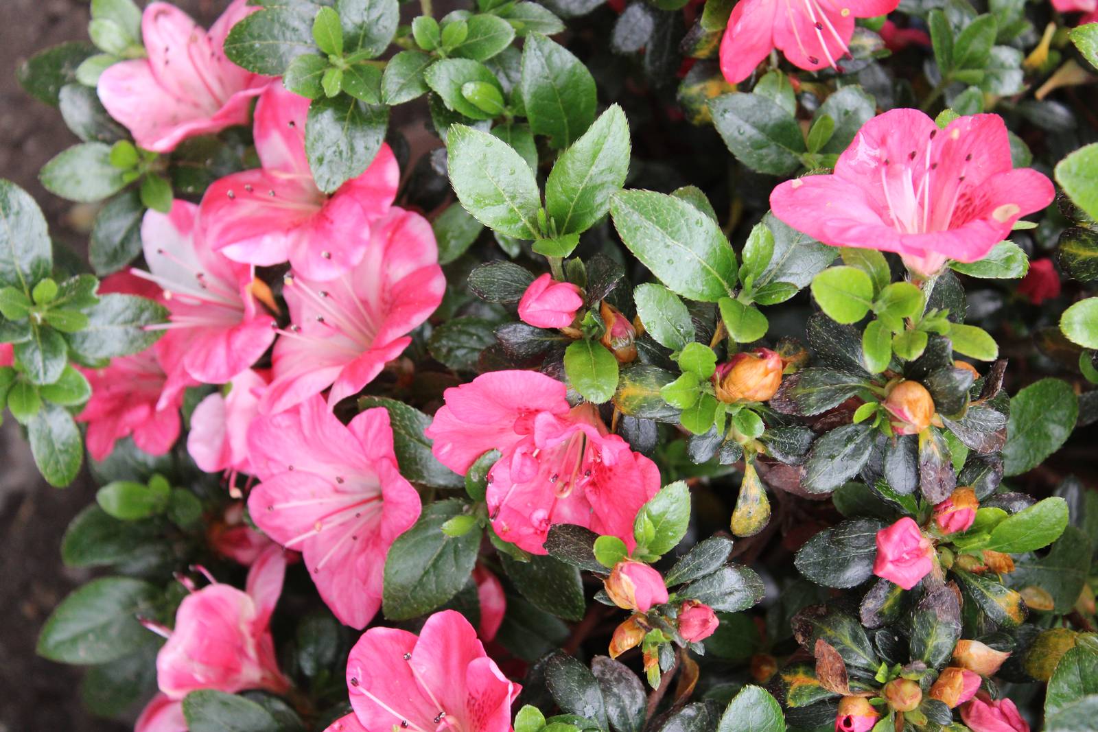 L'azalea si riempie di bellissimi fiori a partire dalla primavera. L'azalea si riempie di bellissimi fiori a partire dalla primavera.