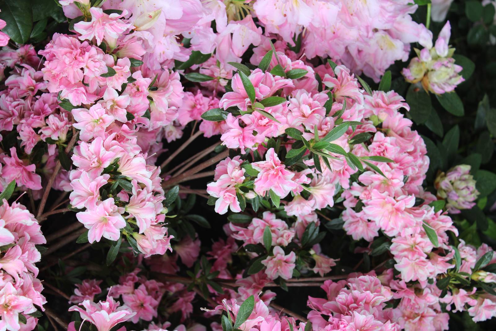 L'azalea si distingue per i suoi fiori dai colori vivaci, in diverse tonalità del rosso e del rosa. L'azalea si distingue per i suoi fiori dai colori vivaci, in diverse tonalità del rosso e del rosa.