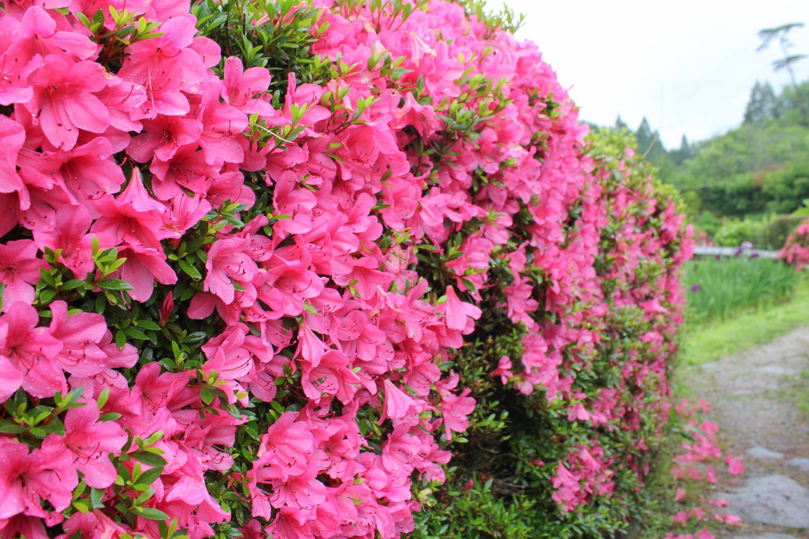 Azalea Azalea