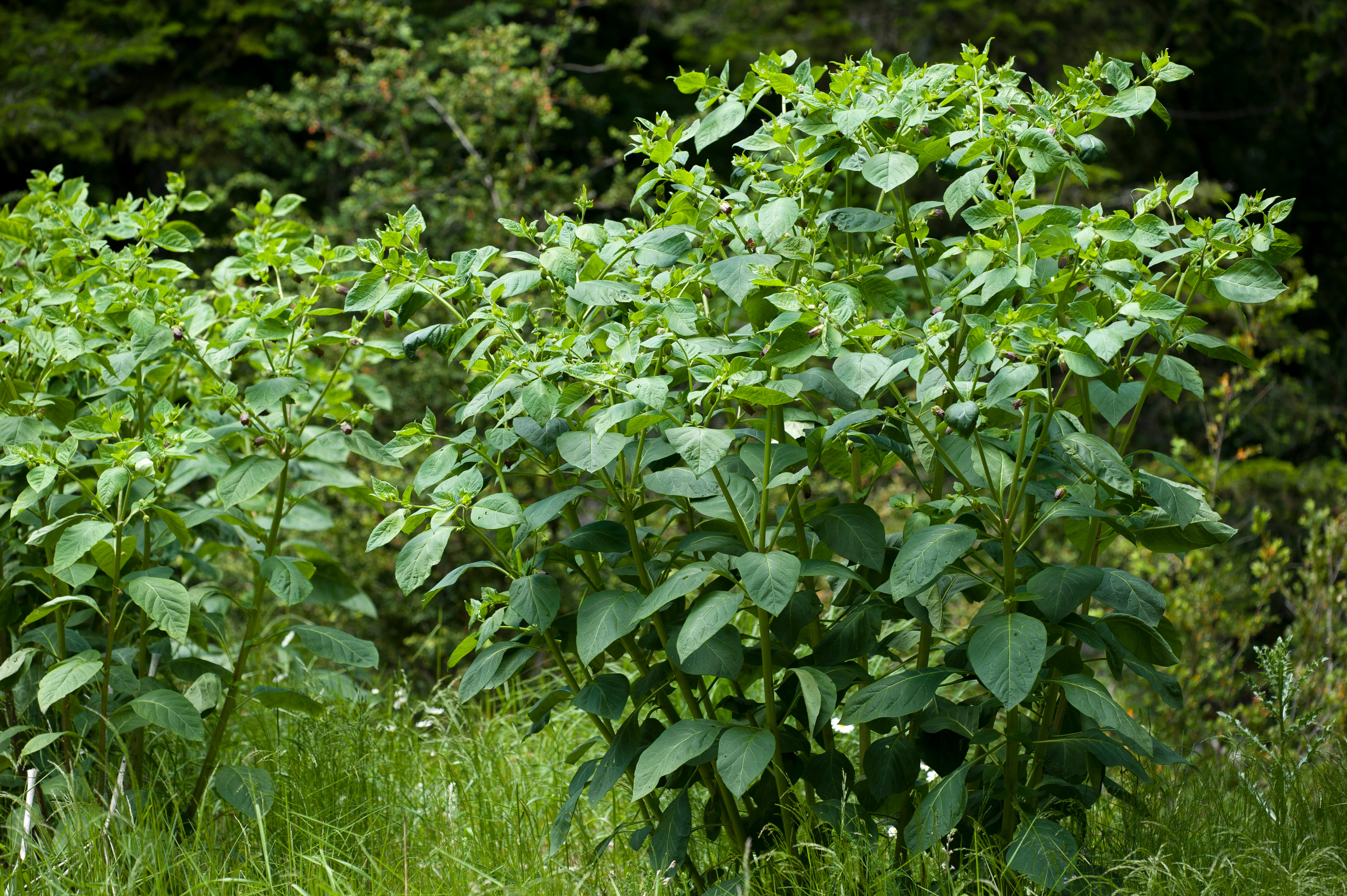 Il cespuglio di belladonna si presenta ampio, ma leggero e arioso.