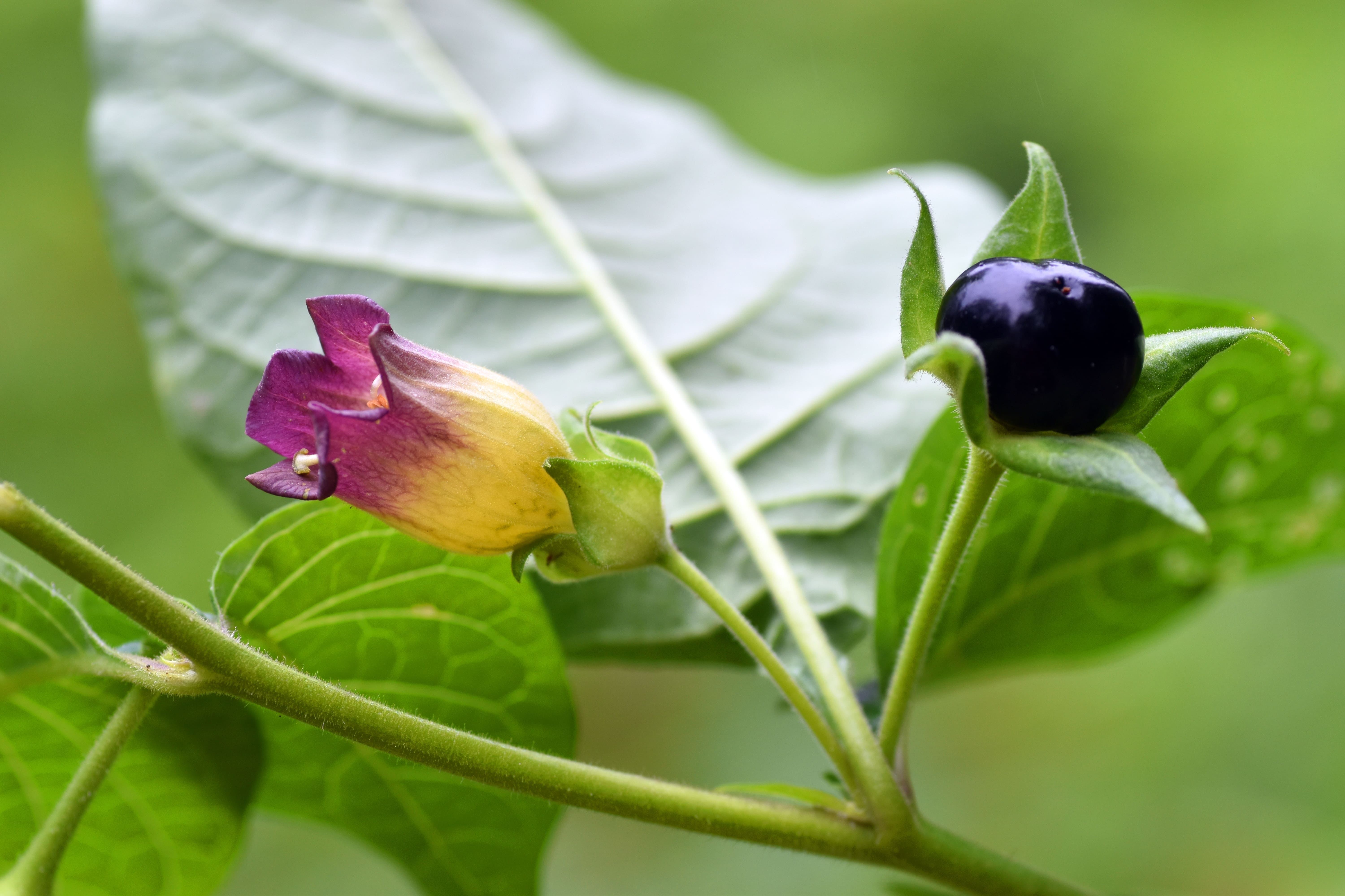 Le bacche di belladonna sono la parte più velenosa e tossica della pianta.