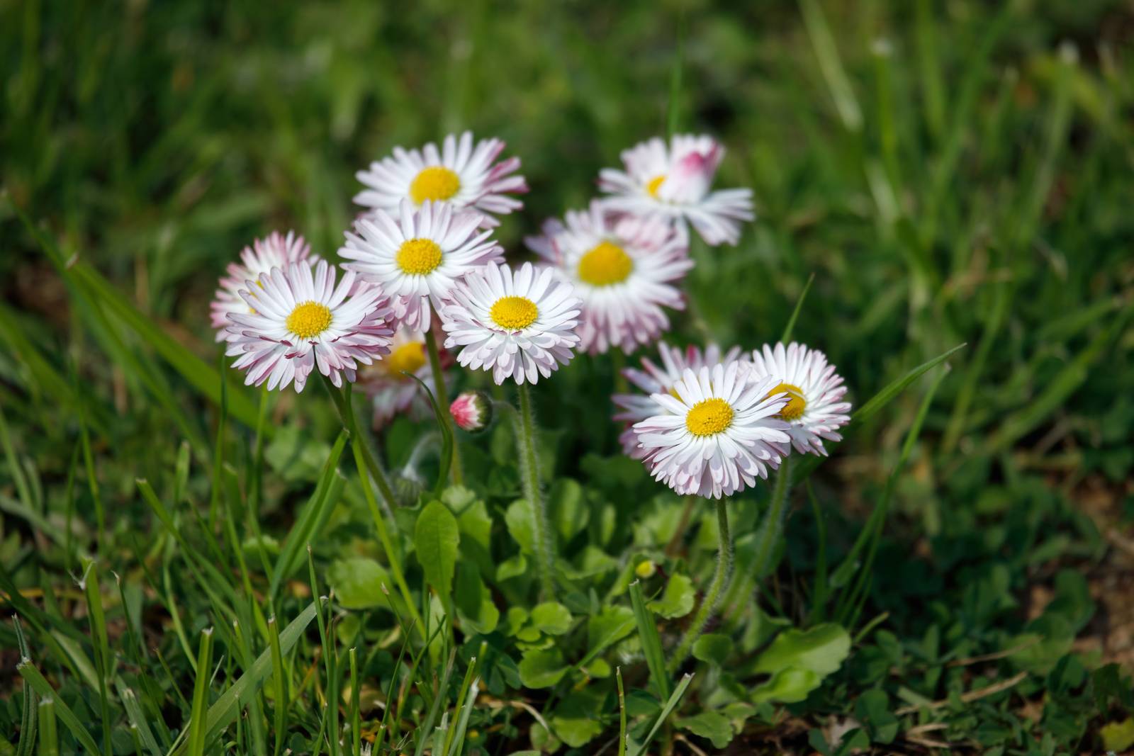 I fiori di pratolina si richiudono al tramonto per riaprirsi la mattina.