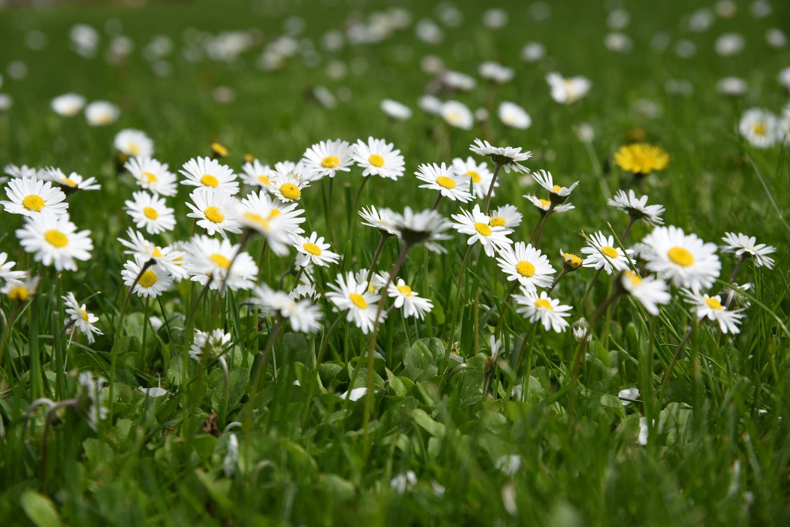 La pratolina è un fiore dalla grandissima rusticità.