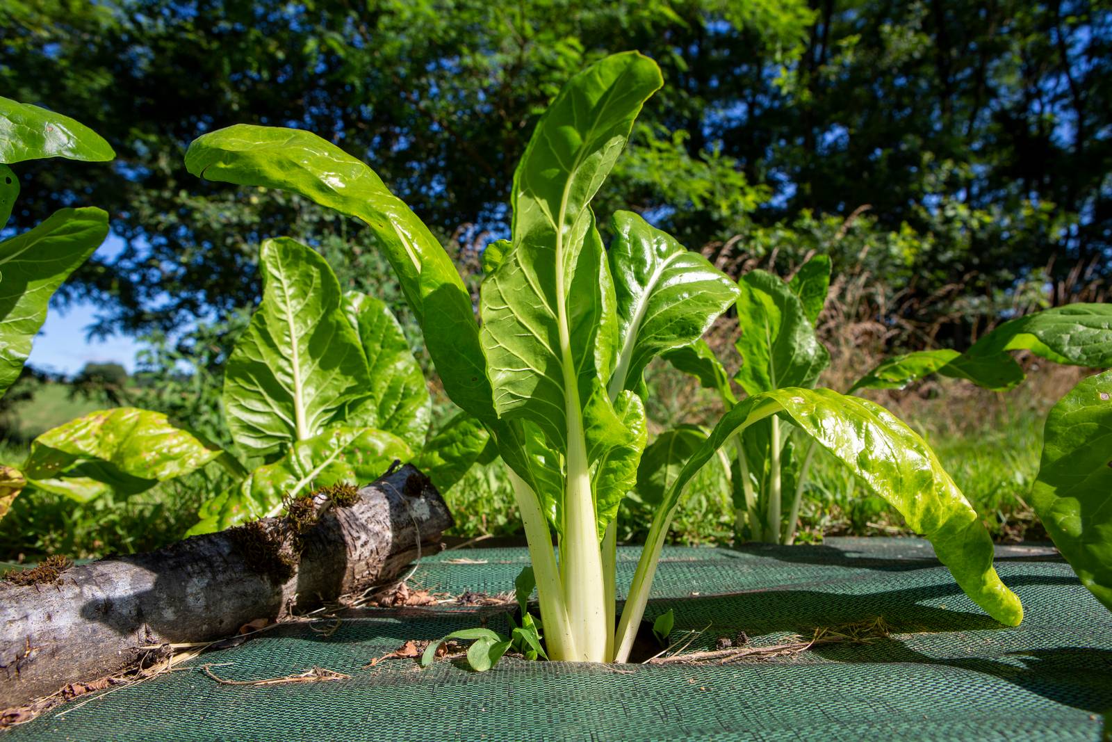 La bietola da costa è una pianta di media altezza, molto compatta, con fogliame a portamento eretto (come si vede bene dalla foto). La bietola da costa è una pianta di media altezza, molto compatta, con fogliame a portamento eretto (come si vede bene dalla foto).