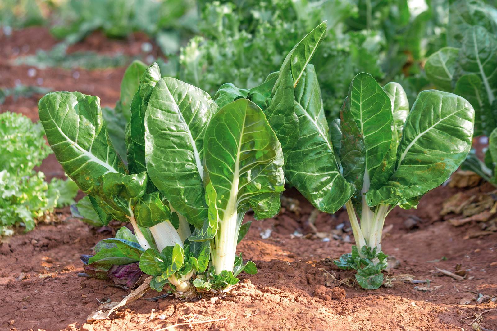 La bietola è un ortaggio piuttosto facile da coltivare nell'orto domestico e persino sul balcone. La bietola è un ortaggio piuttosto facile da coltivare nell'orto domestico e persino sul balcone.
