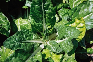 La bietola da costa presenta una nervatura centrale spessa e croccante e foglie verdi carnose e lisce al tatto. La bietola da costa presenta una nervatura centrale spessa e croccante e foglie verdi carnose e lisce al tatto.