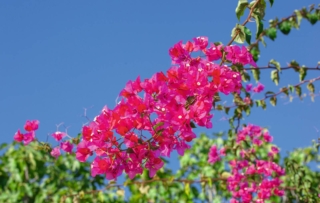 La bouganville ama posizioni calde e soleggiate per poter fiorire e vegetare con forza.