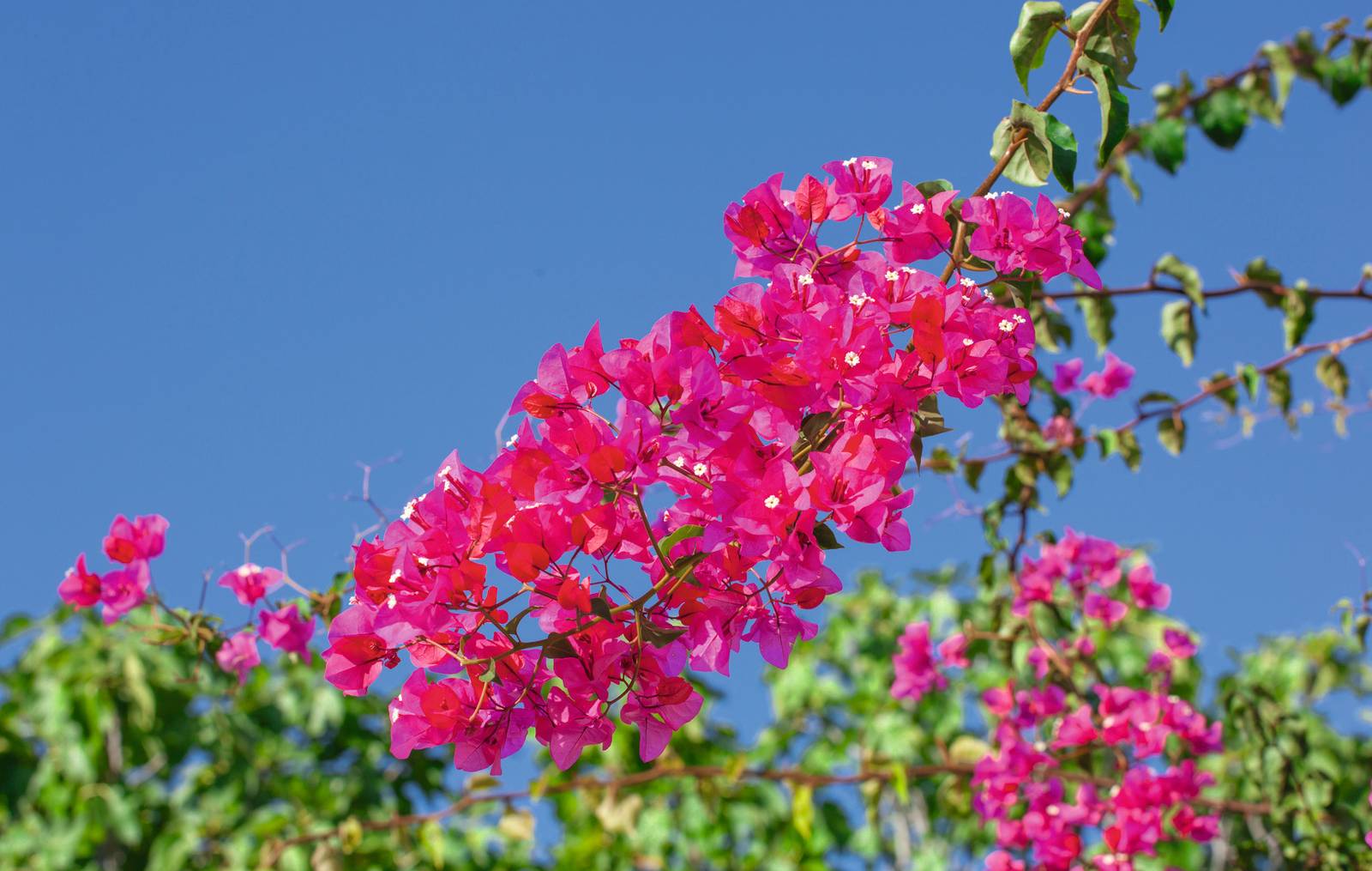 La bouganville ama posizioni calde e soleggiate per poter fiorire e vegetare con forza. La bouganville ama posizioni calde e soleggiate per poter fiorire e vegetare con forza.