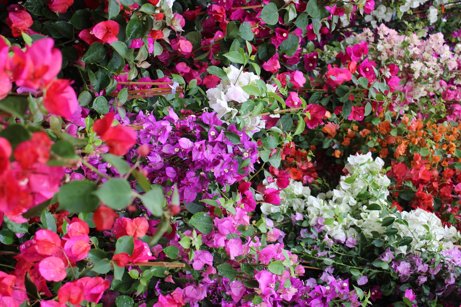 La bouganville è una pianta ornamentale ideale per colorare balconi e giardini. La bouganville è una pianta ornamentale ideale per colorare balconi e giardini.