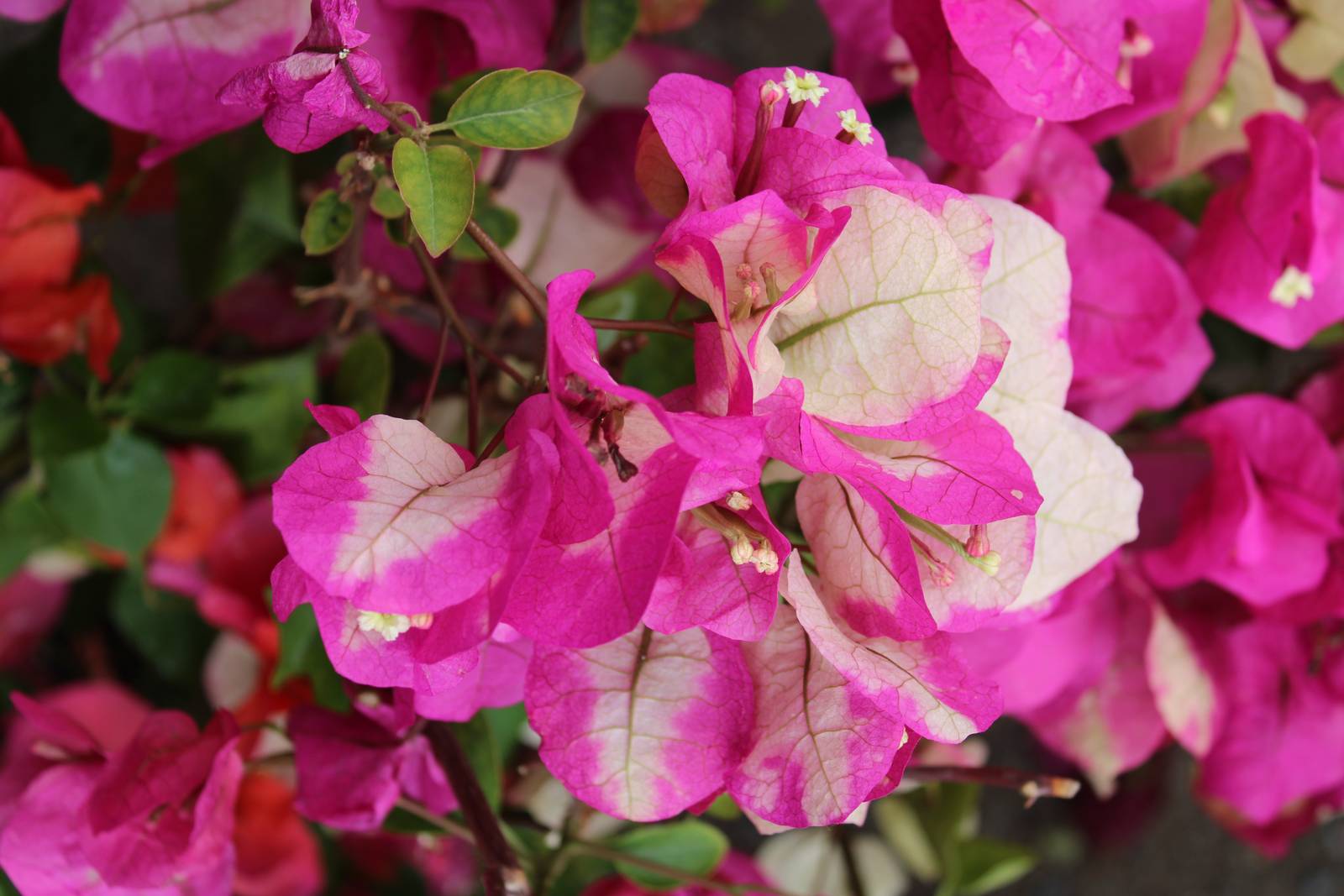 Il fiore di bouganville è delicatissimo, dalla consistenza leggera, cartacea. Il fiore di bouganville è delicatissimo, dalla consistenza leggera, cartacea.