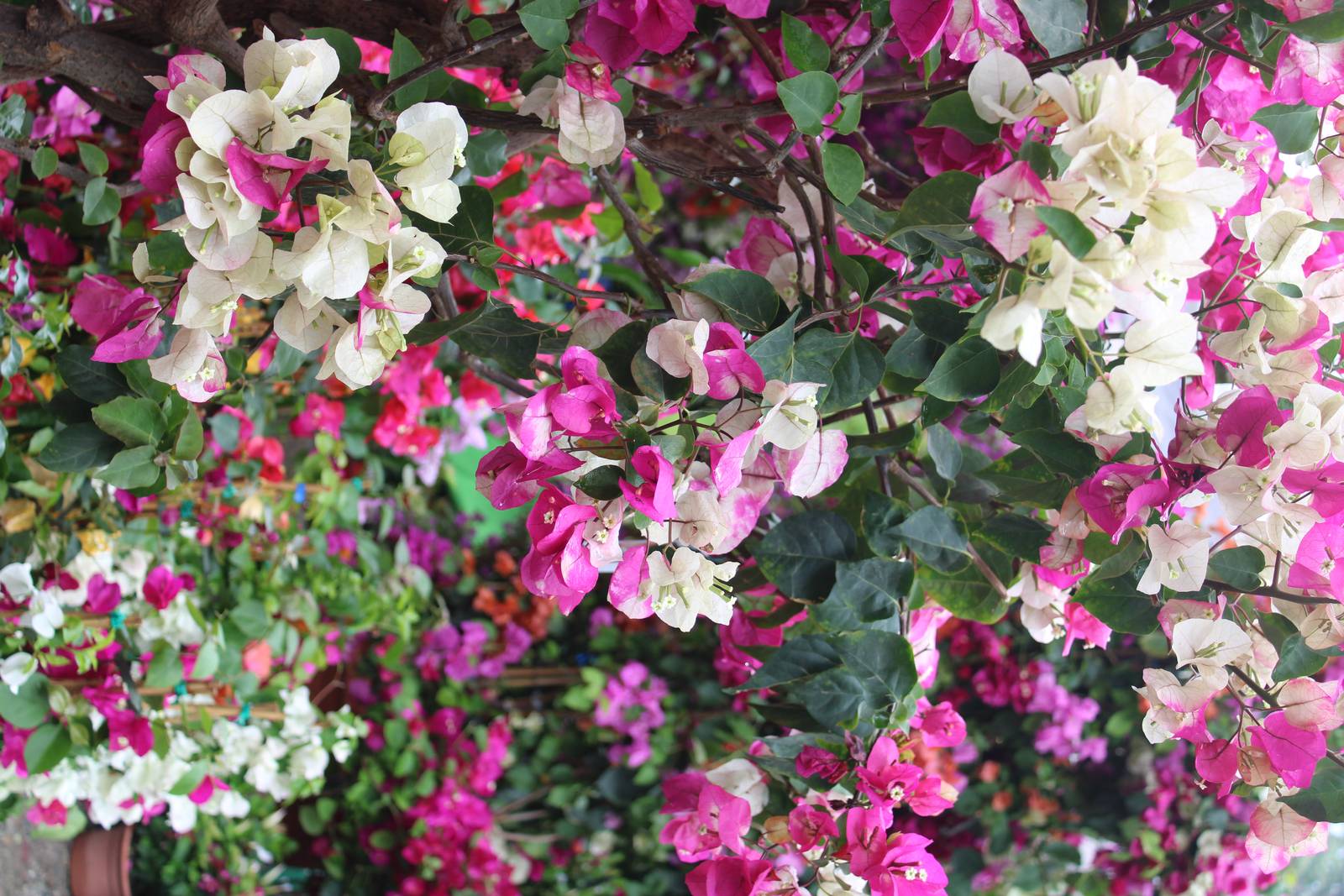 La bouganville può crescere su qualsiasi supporto: dai pergolati alle facciate delle case. La bouganville può crescere su qualsiasi supporto: dai pergolati alle facciate delle case.