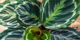 Calathea o calatea