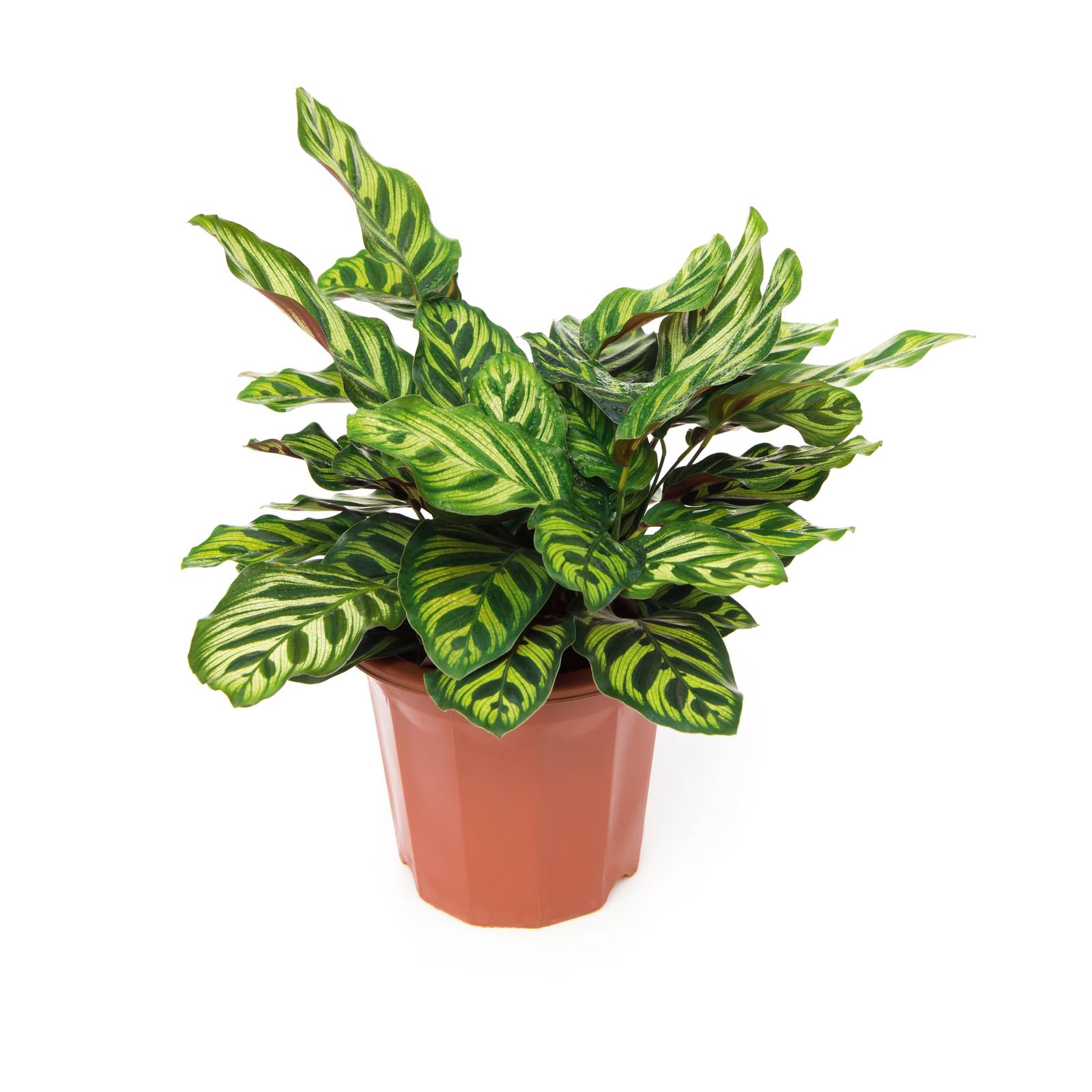 La calathea è molto decorativa grazie all'aspetto del fogliame: verde con sfumature chiare e pagina inferiore viola-porpora. La calathea è molto decorativa grazie all'aspetto del fogliame: verde con sfumature chiare e pagina inferiore viola-porpora.