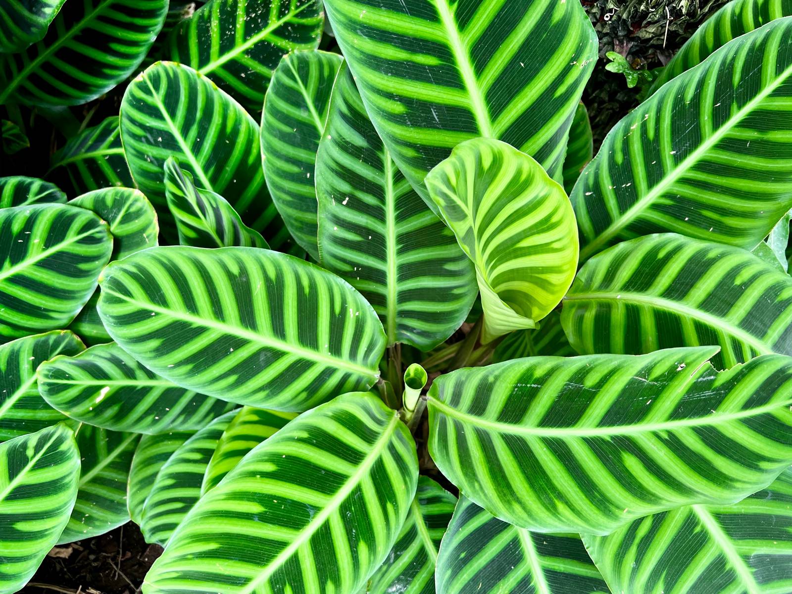 Rispettando le sue specifiche esigenze ambientali (soprattutto luce indiretta e costante umidità), la calathea si dimostra una pianta molto longeva. Rispettando le sue specifiche esigenze ambientali (soprattutto luce indiretta e costante umidità), la calathea si dimostra una pianta molto longeva.
