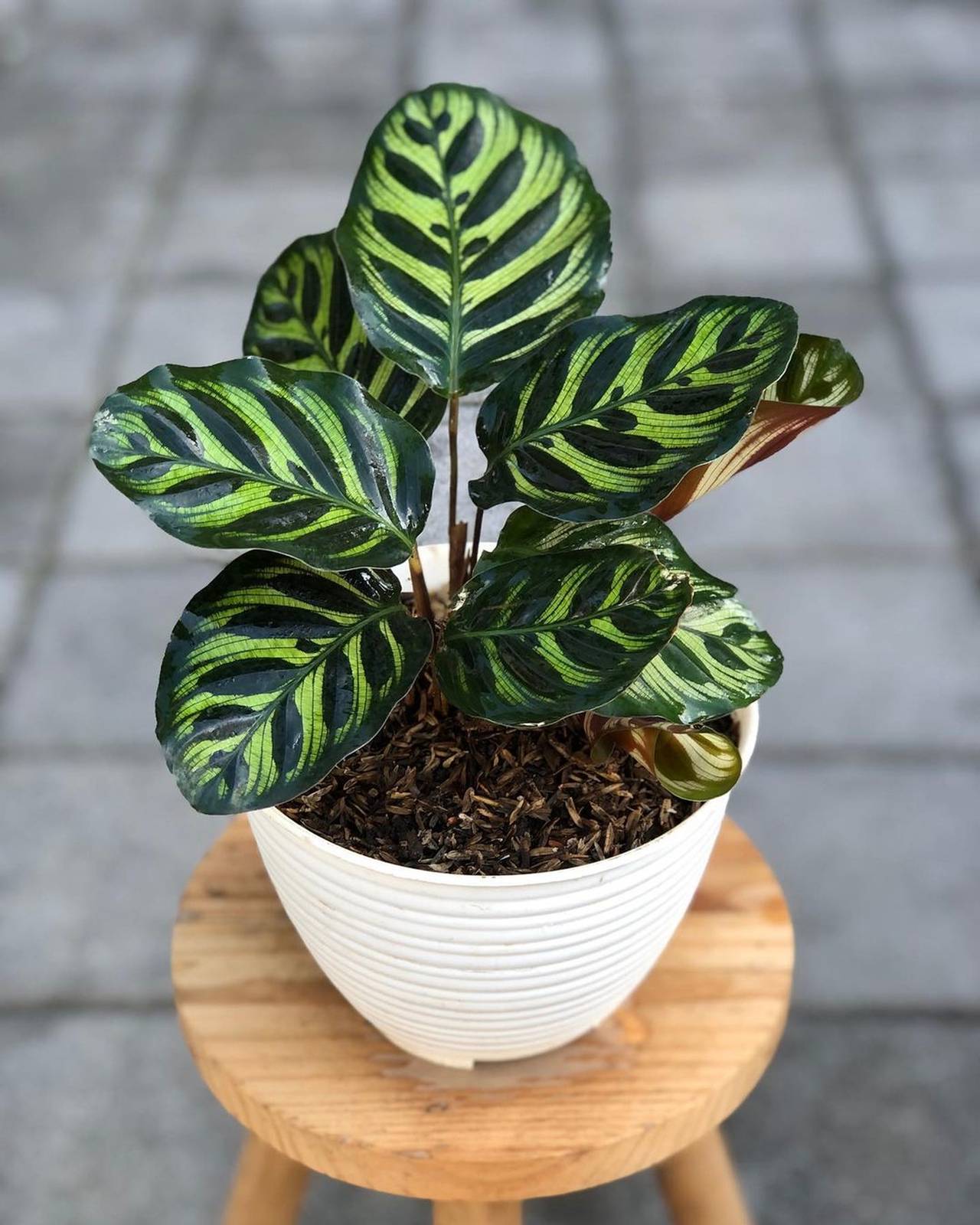 Le foglie di calathea sono generalmente di forma ovale o allungata, con consistenza cartacea o carnosa. Le foglie di calathea sono generalmente di forma ovale o allungata, con consistenza cartacea o carnosa.