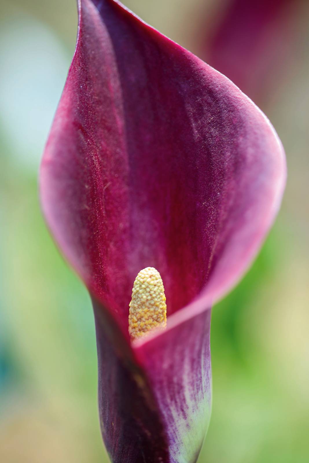 Calla rosa Lily Trumpet.