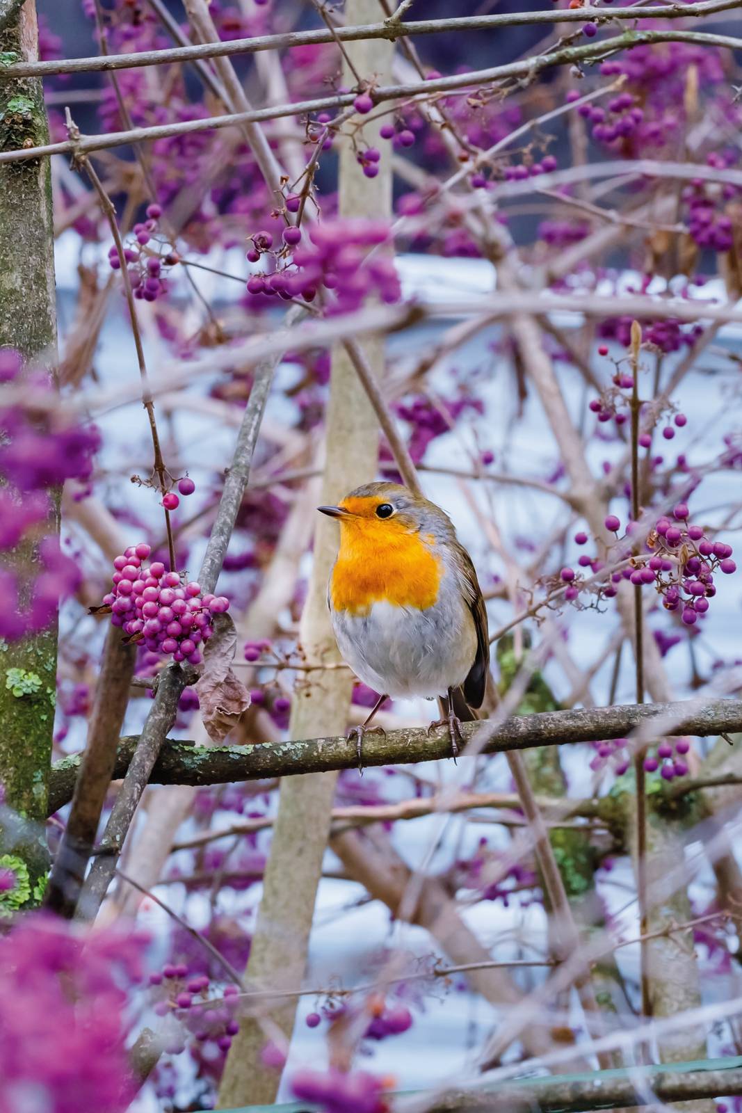 Le bacche della callicarpa sono particolarmente amate dagli uccellini. Le bacche della callicarpa sono particolarmente amate dagli uccellini.
