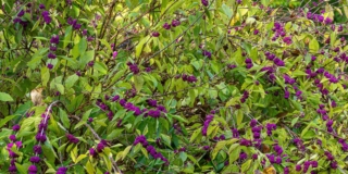 Callicarpa
