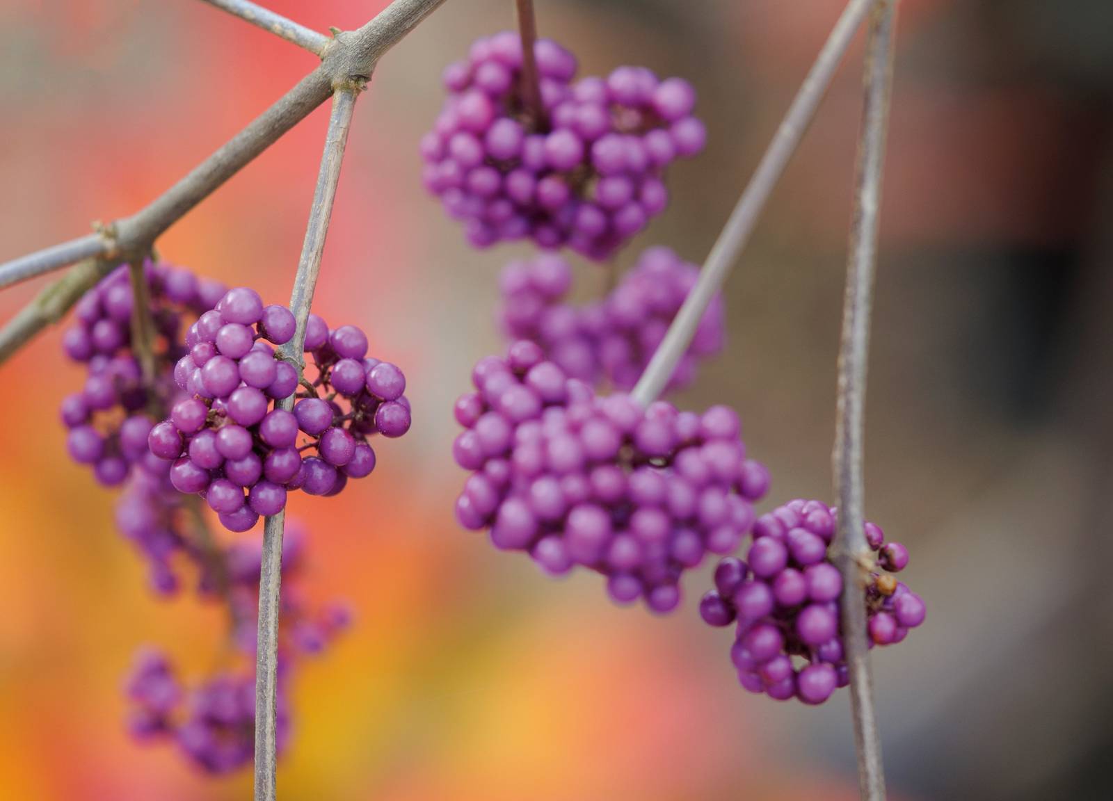 Callicarpa bodinieri varietà ”giraldii”. Callicarpa bodinieri varietà ”giraldii”.