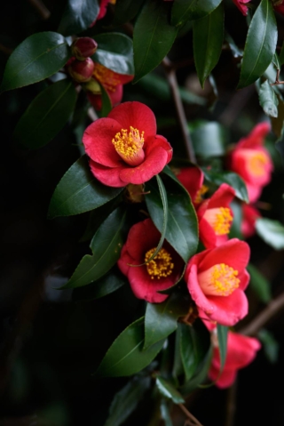 Il fiore di camelia ha forma geometrica ben definita, profonda e non appiattita, con ogni singolo elemento ben distinto. Il fiore di camelia ha forma geometrica ben definita, profonda e non appiattita, con ogni singolo elemento ben distinto.