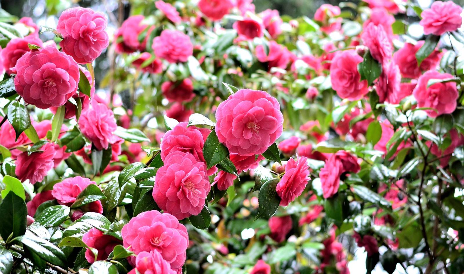La camelia ama la luce ma teme il sole troppo caldo, specialmente d'estate. La camelia ama la luce ma teme il sole troppo caldo, specialmente d'estate.