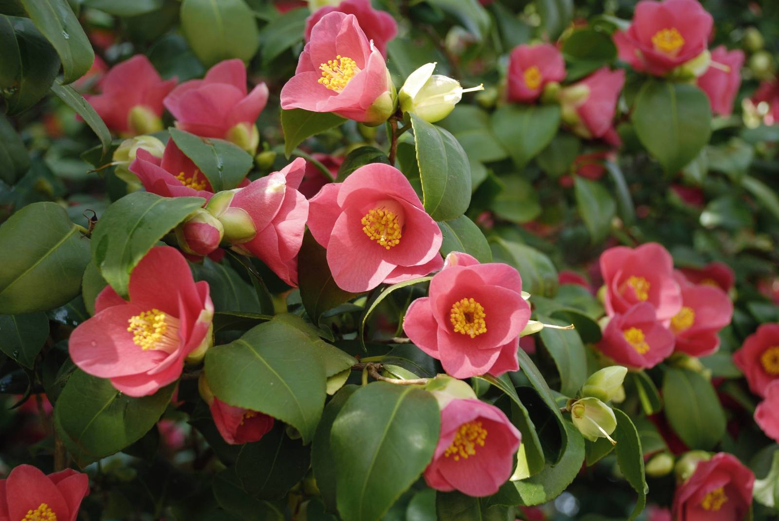 Laddove possibile la camelia andrebbe coltivata sempre in piena terra. Laddove possibile la camelia andrebbe coltivata sempre in piena terra.