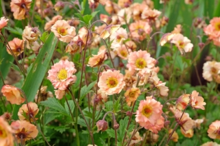 Geum