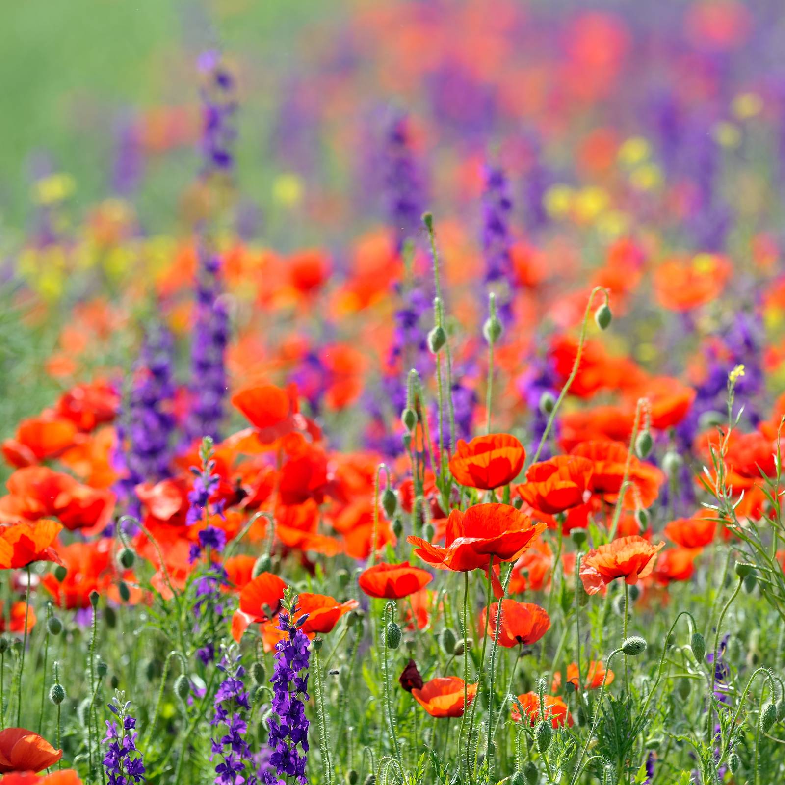 I fiori di papavero presentano 4 petali scarlatti e una capsula in cui sono contenuti tantissimi minuscoli semini. I fiori di papavero presentano 4 petali scarlatti e una capsula in cui sono contenuti tantissimi minuscoli semini.
