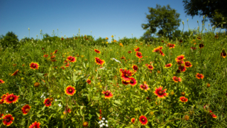 Gaillardia