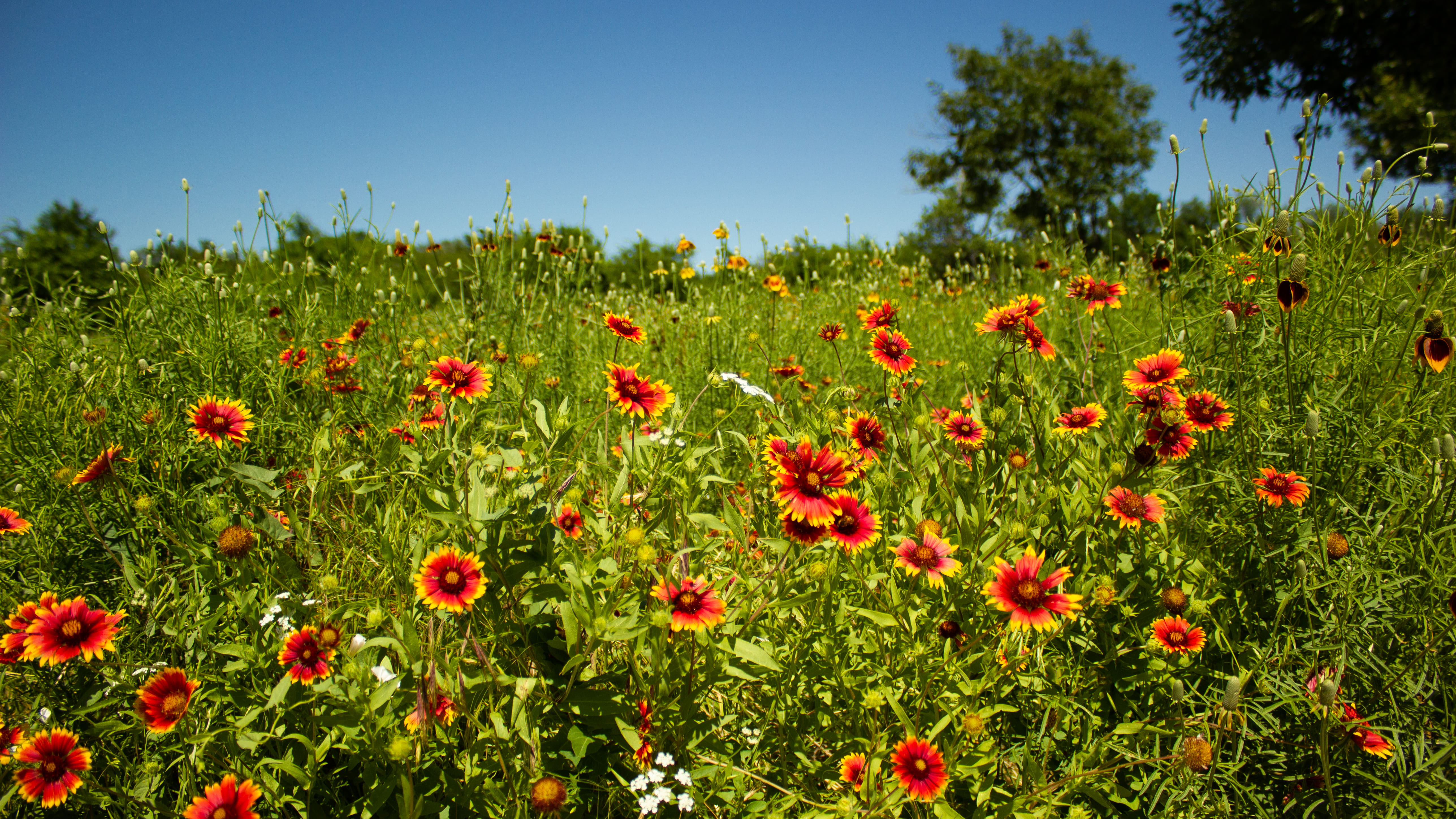La gaillardia è una pianta spontanea che colora i prati per tutta l'estate. La gaillardia è una pianta spontanea che colora i prati per tutta l'estate.