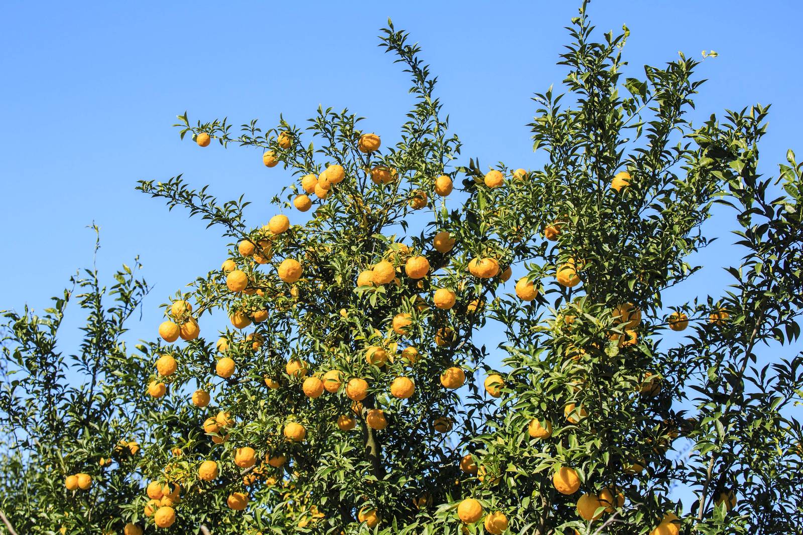 Nel nostro Paese, il cedro si può coltivare in piena terra solo lungo le coste del Sud e i bacini dei grandi laghi. Nel nostro Paese, il cedro si può coltivare in piena terra solo lungo le coste del Sud e i bacini dei grandi laghi.