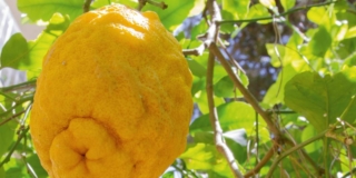 Cedro