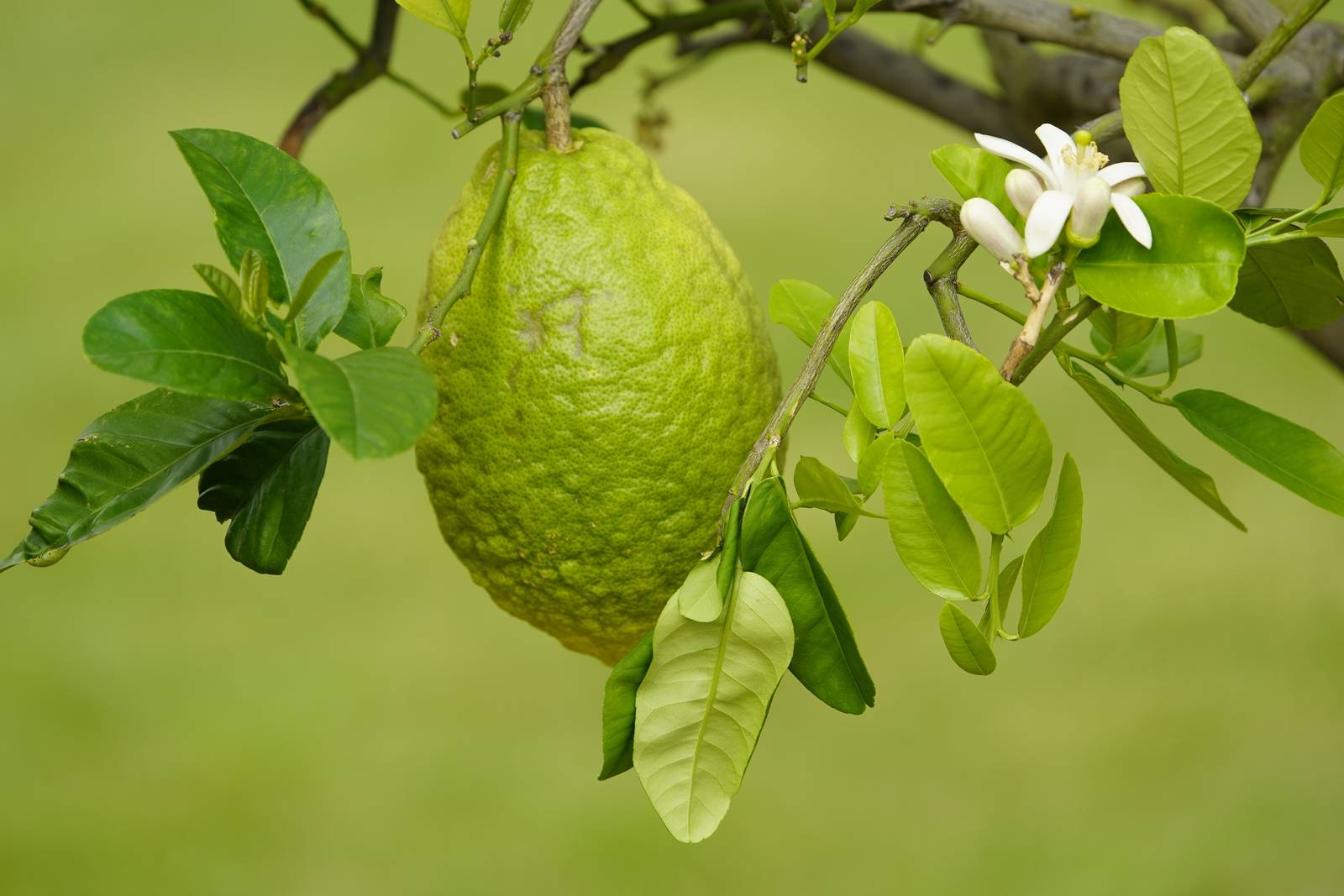 Il cedro è un agrume dal sapore acidulo e aromatico, che viene consumato preferibilmente candito. Il cedro è un agrume dal sapore acidulo e aromatico, che viene consumato preferibilmente candito.