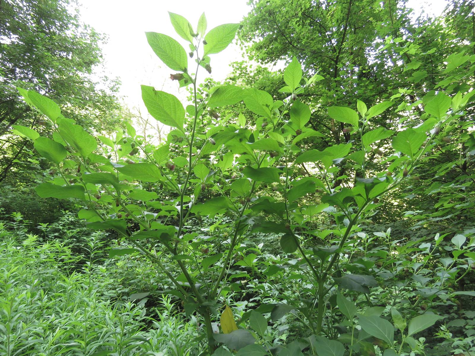 La belladonna cresce preferibilmente in piena terra, in zone luminose ma non esposte al sole diretto.